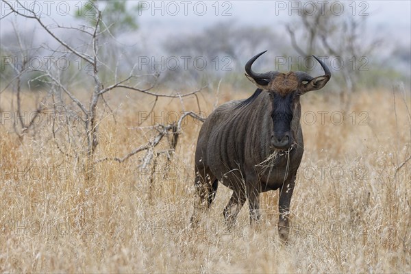 Blue wildebeest (Connochaetes taurinus), adult gnu feeding on dry grass, facing camera, Kruger National Park, South Africa, Africa