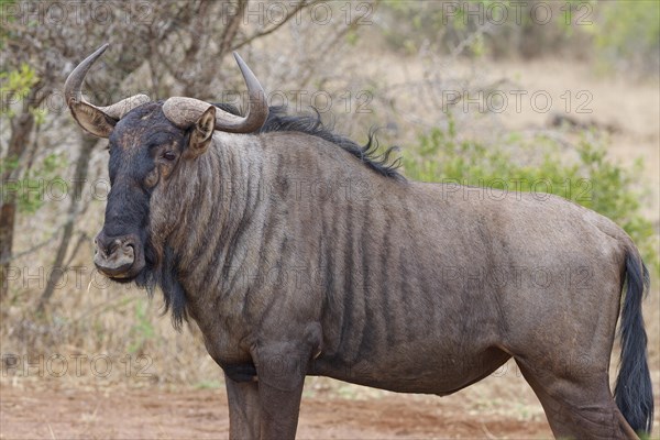 Blue wildebeest (Connochaetes taurinus), adult gnu standing, animal portrait, Kruger National Park, South Africa, Africa