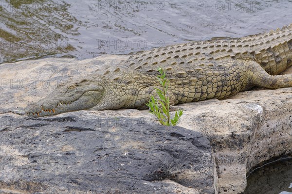 Nile crocodile, (Crocodylus niloticus), adult, sleeping on the rocky bank of the Sabie River, Kruger National Park, South Africa, Africa