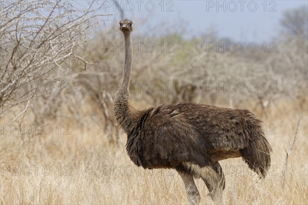 South African ostrich (Struthio camelus australis), adult female standing in dry grassland, eye contact, alert, animal portrait, Kruger National Park, South Africa, Africa