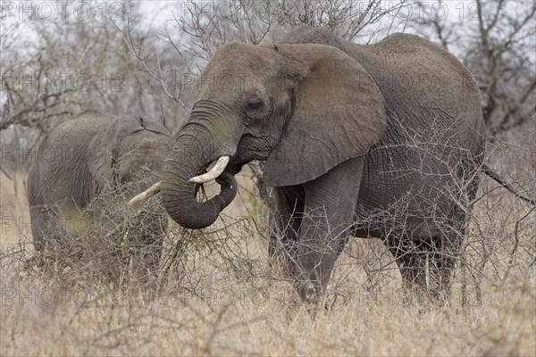 African bush elephants (Loxodonta africana), adult female feeding on branch in light rain, with a young elephant behind, Kruger National Park, South Africa, Africa