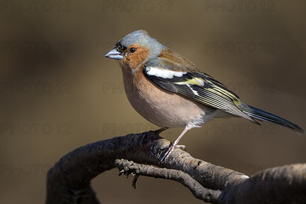 Common chaffinch (Fringilla coelebs), adult bird, male, in splendour, Dingdener Heide nature reserve, North Rhine-Westphalia, Germany, Europe