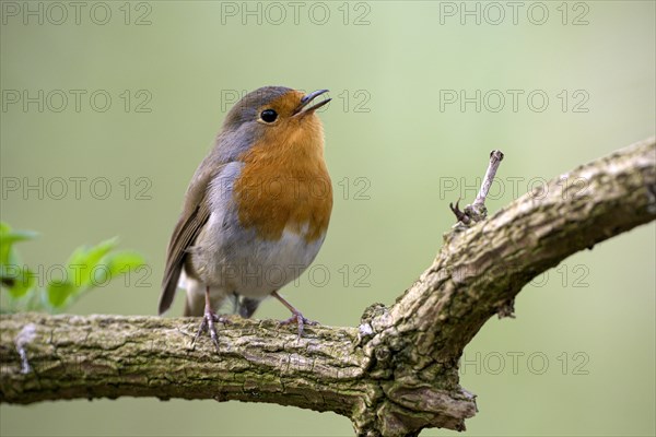 European robin (Erithacus rubecula), adult bird, singing, mating season, Ruhraue, Muelheim, Ruhr area, North Rhine-Westphalia, Germany, Europe