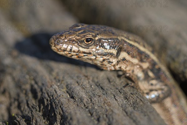 Common wall lizard (Podarcis muralis), adult female, looking out of her hiding place, in an old railway track, portrait, Landschaftspark Duisburg Nord, Ruhr area, North Rhine-Westphalia, Germany, Europe
