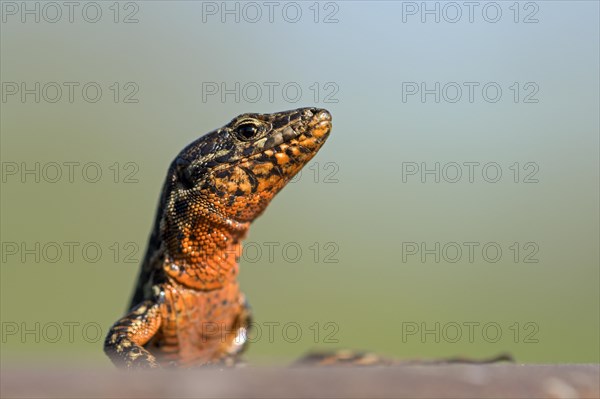 Common wall lizard (Podarcis muralis), adult male, in mating dress, sitting on a rail, in an old railway track, looking attentively, portrait, Landschaftspark Duisburg Nord, Ruhr area, North Rhine-Westphalia, Germany, Europe