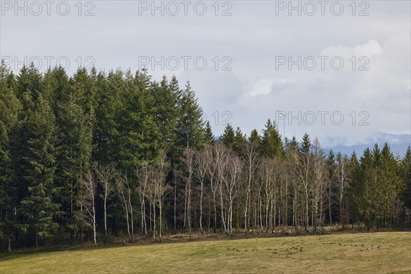 Winter forest edge with bare, white birch trees (Betula) in front of evergreen conifers in the Black Forest near Hofstetten, Ortenaukreis, Baden-Wuerttemberg, Germany, Europe