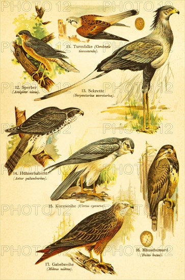 Kestrel (Cerchneis tinnuncula), eurasian sparrowhawk (Accipiter nisus), secretary bird (Serpentarius secretarius), hen hawk (Astur Palumbarius), hen harrier (Circus Cyaneus), buzzard (Buteo buteo), red kite (Milvus milvus), Birds of the World, historical illustration 1890