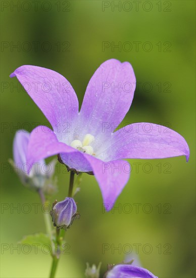 Bellflower (Campanula), North Rhine-Westphalia, Germany, Europe