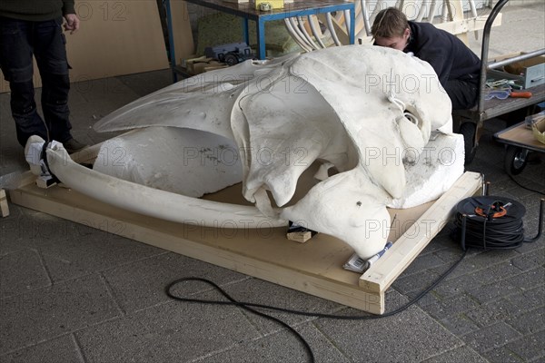 Skilled craftsman building model whale skeleton, Ecomare, Texel, Netherlands