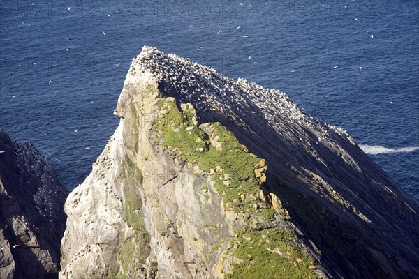 Northern Gannet bird colony, Morus bassanus, The Greing stacks, Hermaness, Unst, Shetland Islands, Scotland, United Kingdom, Europe