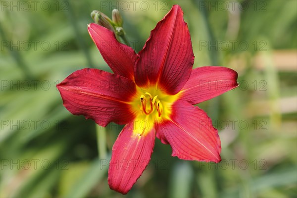 Red daylily (Hemerocallis), North Rhine-Westphalia, Germany, Europe