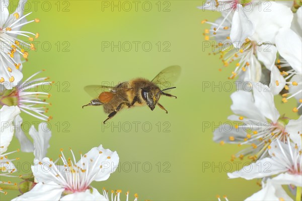 European honey bee (Apis mellifera) bee in flight at the blossom of the heckendorn, blackthorn (Prunus spinosa), wild fruit tree, large-fruited blackthorn, high-speed aerial photograph, spring, wildlife, insects, Siegerland, North Rhine-Westphalia, Germany, Europe