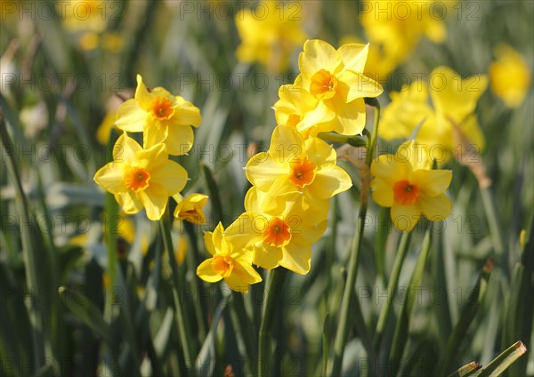 Yellow-orange daffodils (Narcissus), North Rhine-Westphalia, Germany, Europe