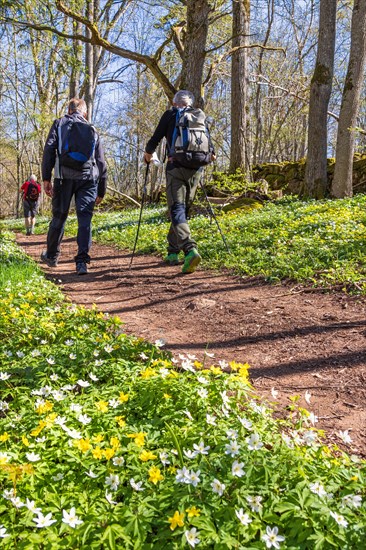Men hiking on a woodland trail in a budding forest with flowering wood anemone (Anemone nemorosa) and yellow wood anemone (Anemone ranunculoides) at springtime