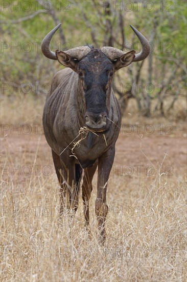 Blue wildebeest (Connochaetes taurinus), adult gnu feeding on dry grass, animal portrait, Kruger National Park, South Africa, Africa