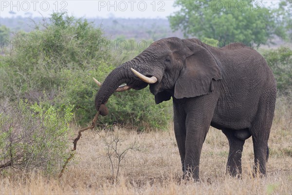 African bush elephant (Loxodonta africana), adult male feeding on some roots, Kruger National Park, South Africa, Africa