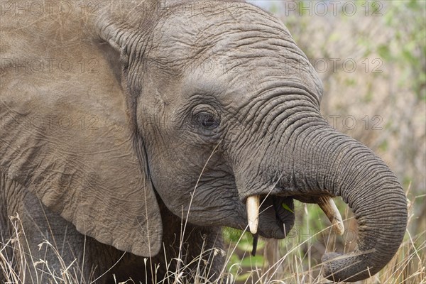 African bush elephant (Loxodonta africana), elephant calf feeding on dry grass, close-up of the head, Kruger National Park, South Africa, Africa