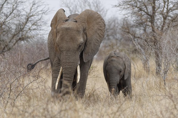 African bush elephants (Loxodonta africana), mother with a male baby feeding on dry grass in light rain, facing camera, Kruger National Park, South Africa, Africa