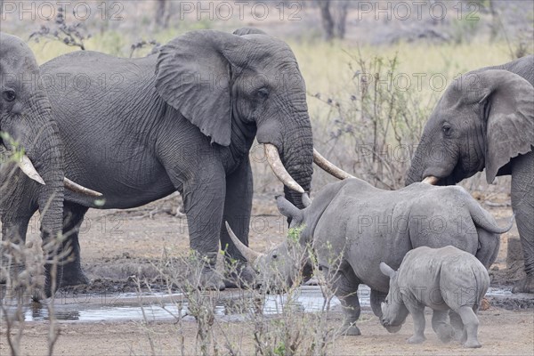 African bush elephants (Loxodonta africana), adult males drinking at waterhole, while Southern white rhinoceroses (Ceratotherium simum simum), adult female with young rhino moves back, Kruger National Park, South Africa, Africa