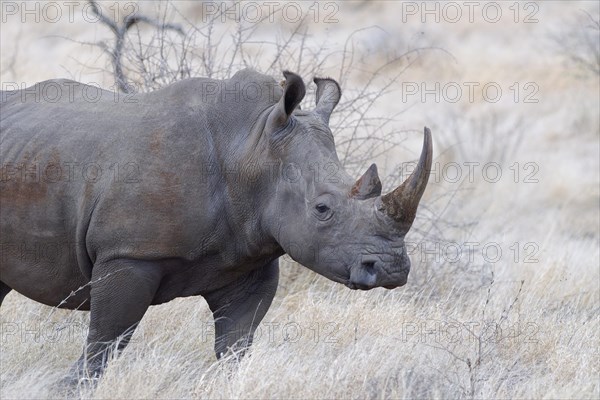 Southern white rhinoceros (Ceratotherium simum simum), adult female standing in tall dry grass, alert, animal portrait, African savanna, Kruger National Park, South Africa, Africa
