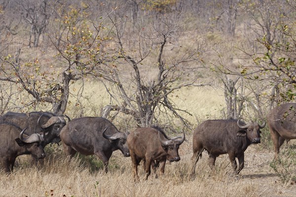 Cape buffaloes (Syncerus caffer caffer), herd with calves, walking in dry grass, Kruger National Park, South Africa, Africa