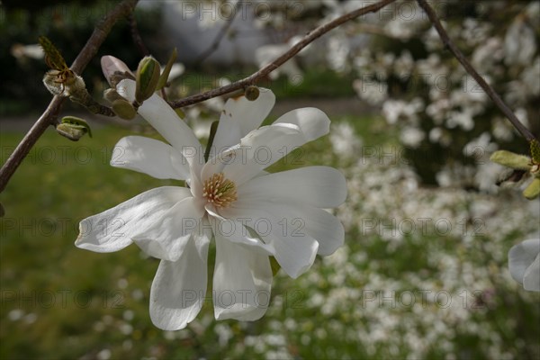 Star magnolia (Magnolia stellata), Magnolia, spring, schwaebisch hall, hohenlohe, heilbronn-franken, baden-wuerttemberg, germany