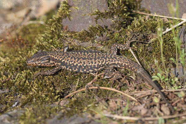 Common wall lizard (Podarcis muralis), adult male, sunbathing in an old railway track, Landschaftspark Duisburg Nord, Ruhr area, North Rhine-Westphalia, Germany, Europe