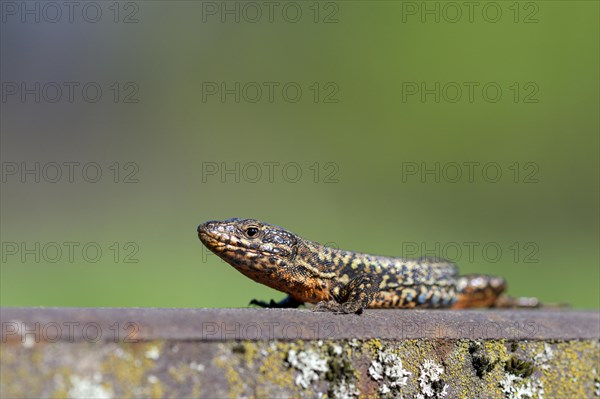 Common wall lizard (Podarcis muralis), adult male, in mating dress, sitting on a rail, in an old railway track, Landschaftspark Duisburg Nord, Ruhr area, North Rhine-Westphalia, Germany, Europe