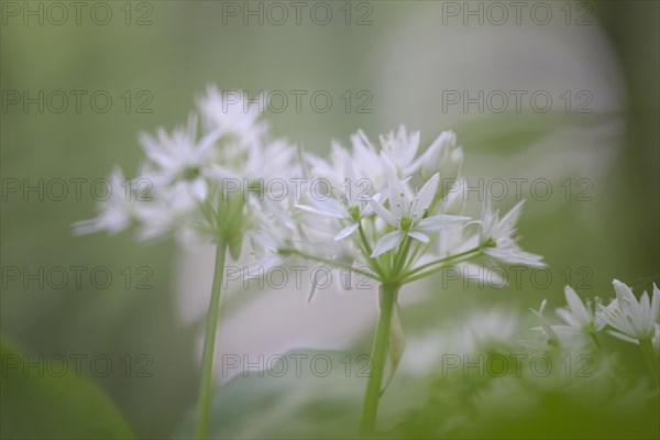 Ramson (Allium ursinum), two blossoms, against the morning sky, in the beech forest, Bottrop, Ruhr area, North Rhine-Westphalia, Germany, Europe