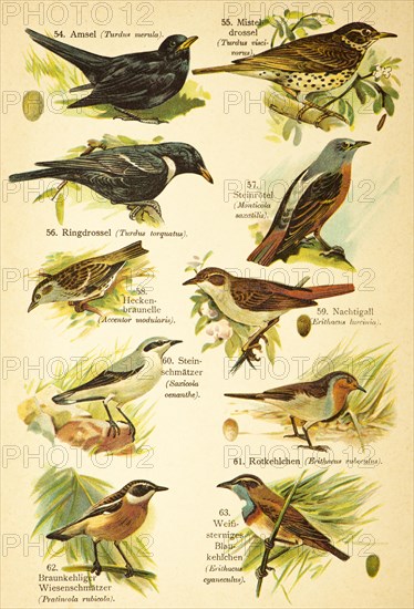 Blackbird (Turdus merula), Mistle Thrush (Turdus viscivorus), Ring Ouzel (Turdus torquatus), common rock thrush (Monticola Saxatilis), Hedge Sparrow (Accentor modularis), Nightingale (Erithacus rubecula), Brown-throated Wheatear (Pratincola rubicola), Wheatear (Saxicola oenanthe), Robin (Erithacus rubeculus), White-throated Bluethroat (Erithacus cyaneculus) Birds of the world, historical illustration 1890