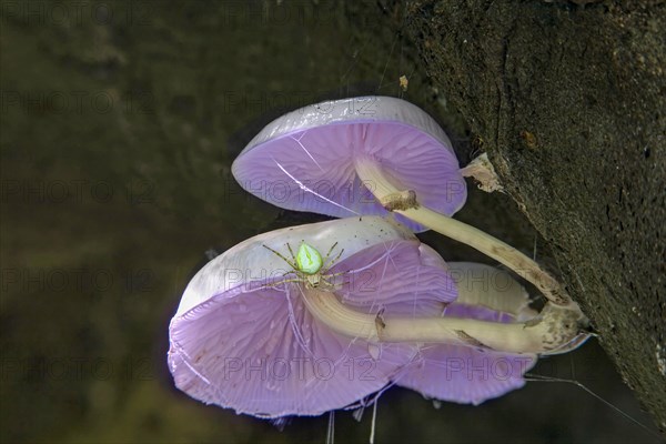 Mushrooms on a tree with spider, spider AI