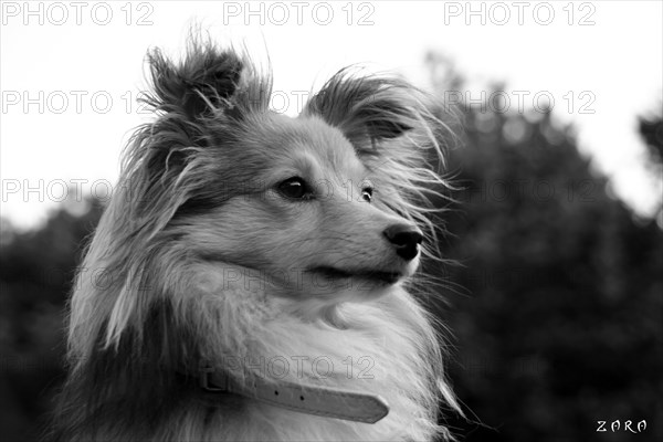 Black and white portrait of a dog with fluffy ears and an attentive expression, Amazing Dogs in the Nature