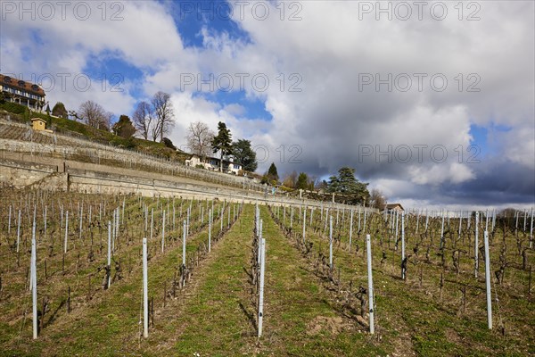 Mighty white spring clouds drift across a vineyard in the UNESCO World Heritage Lavaux Vineyard Terraces near Jongny, Riviera-Pays-d'Enhaut district, Vaud, Switzerland, under a blue sky, Europe