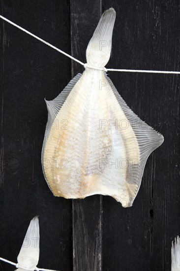 Fish drying close up, Zuiderzee museum, Enkhuizen, Netherlands