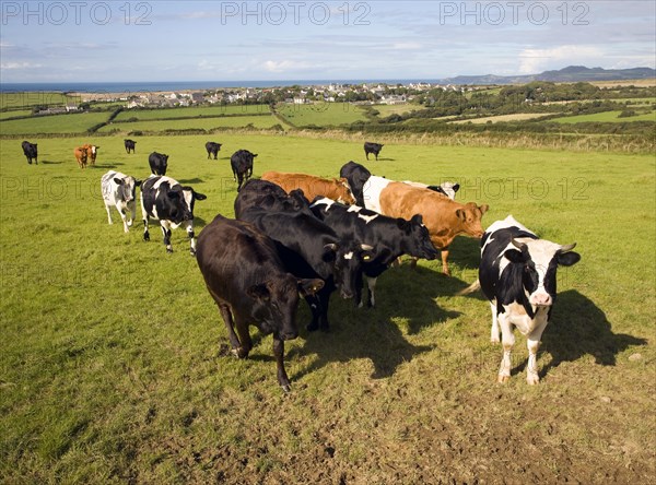 Cattle in field near village of Trefin, Pembrokeshire, Wales, United Kingdom, Europe