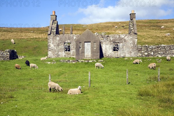 Derelict abandoned croft house with sheep grazing, Dale of Walls, Mainland, Shetland Islands, Scotland, United Kingdom, Europe
