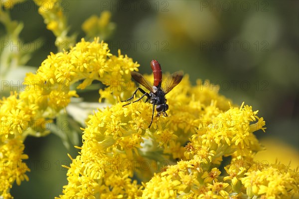 Bicoloured caterpillar fly (Cylindromyia bicolor), on goldenrod (Solidago), North Rhine-Westphalia, Germany, Europe