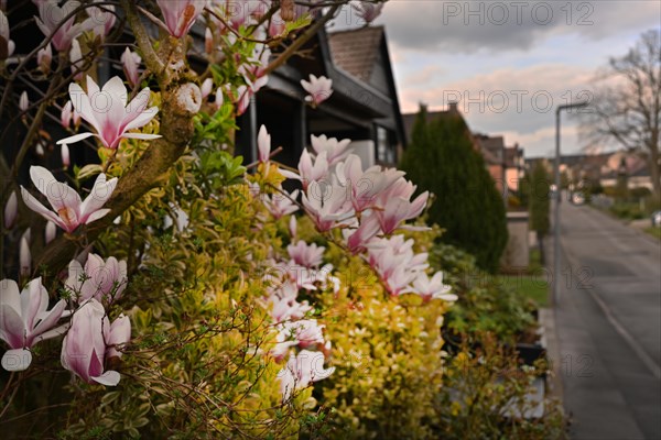 Iserlohn. Thanks to the climate change, early spring has come earlier than usual. The flowering plants in the front gardens are already showing their splendour. Thanks to climate change, early spring is coming earlier than usual this year