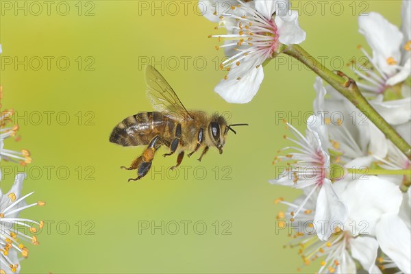 European honey bee (Apis mellifera) bee in flight at the blossom of the heckendorn, blackthorn (Prunus spinosa), wild fruit tree, large-fruited blackthorn, high-speed aerial photograph, spring, wildlife, insects, Siegerland, North Rhine-Westphalia, Germany, Europe