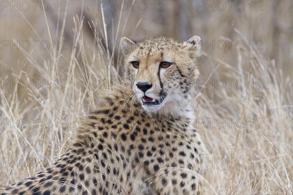 Cheetah (Acinonyx jubatus), adult, sitting in the tall dry grass, alert, early in the morning, animal portrait, Kruger National Park, South Africa, Africa