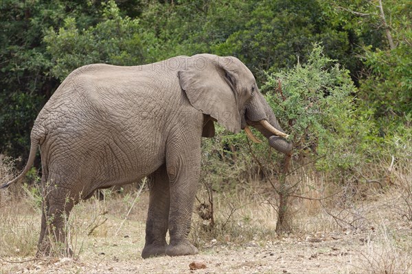 African bush elephant (Loxodonta africana), elephant bull feeding on branches of shrubs, Kruger National Park, South Africa, Africa