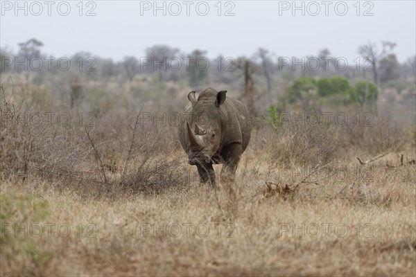 Southern white rhinoceros (Ceratotherium simum simum), adult male standing in dry grass, looking at camera, alert, Kruger National Park, South Africa, Africa