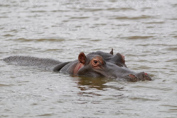 Hippopotamus (Hippopotamus amphibius), adult in water, head close-up, Sunset Dam, Kruger National Park, South Africa, Africa