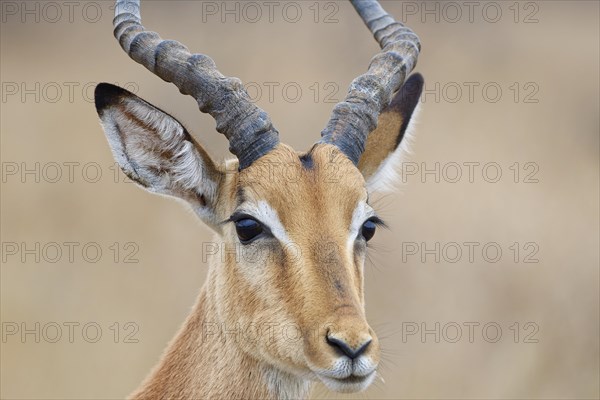 Common impala (Aepyceros melampus), adult male, close-up of the head, ears and horns, animal portrait, Kruger National Park, South Africa, Africa