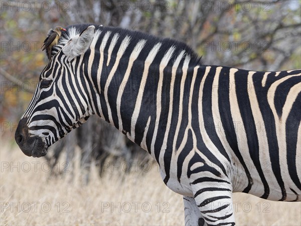 Burchell's zebra (Equus quagga burchellii), adult male standing in dry grass, with red-billed oxpecker (Buphagus erythrorynchus) sitting on top of its head, feeding, Kruger National Park, South Africa, Africa