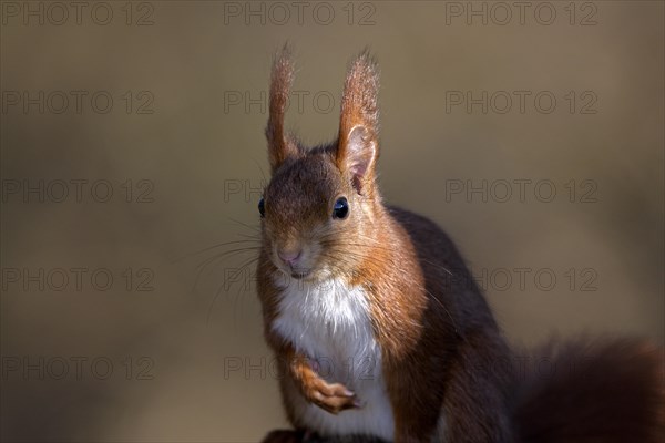 Eurasian red squirrel (Sciurus vulgaris), attentive, portrait, Dingdener Heide nature reserve, North Rhine-Westphalia, Germany, Europe