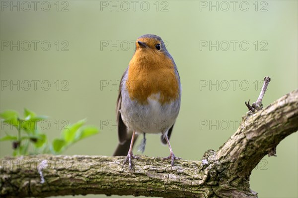 European robin (Erithacus rubecula), adult bird, mating season, Ruhraue, Muelheim, Ruhr area, North Rhine-Westphalia, Germany, Europe