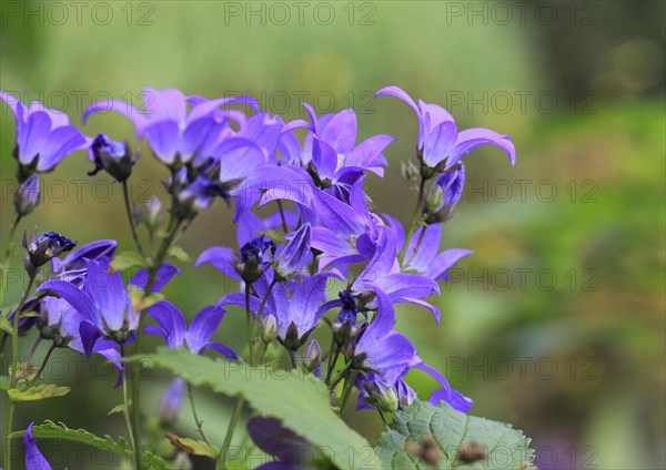 Bellflower (Campanula), North Rhine-Westphalia, Germany, Europe