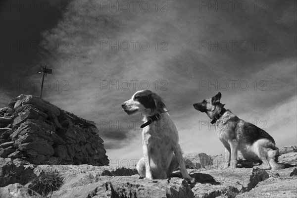 Dogs seated on rocky terrain with a cloudy sky above, creating a contemplative mood, Amazing Dogs in the Nature