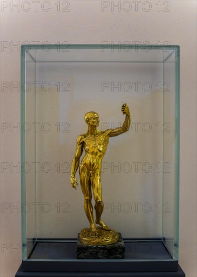 Jean-Antoine Houdon, Muscle Man, gilt bronze, Skulpturensammlug im Bode Museum, Berlin, Germany Berlin, Berlin, Germany, Europe